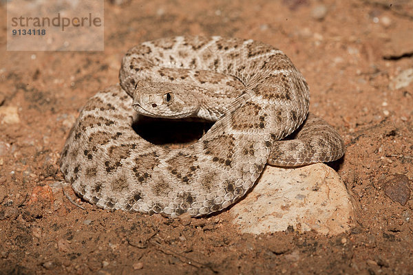 Vereinigte Staaten von Amerika  USA  Arizona  Texas-Klapperschlange  Crotalus atrox