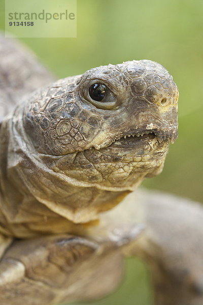 Vereinigte Staaten von Amerika  USA  Everglades Nationalpark  Georgia-Gopherschildkröte  Gopherus polyphemus  Florida