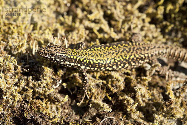 Mauereidechse  Podarcis muralis  Kanada