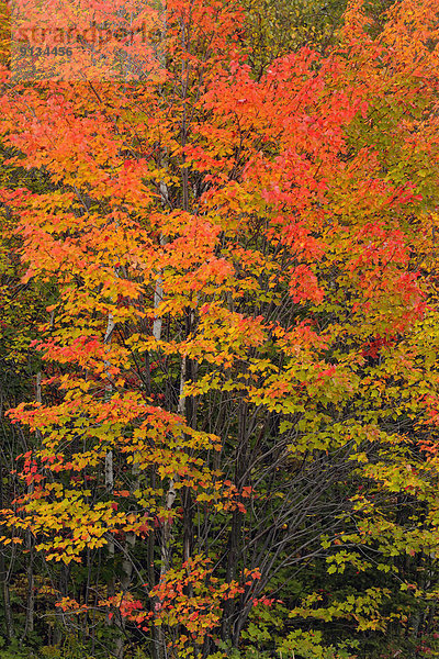 Herbst  rot  Ahorn  Kanada  Laub  Ontario