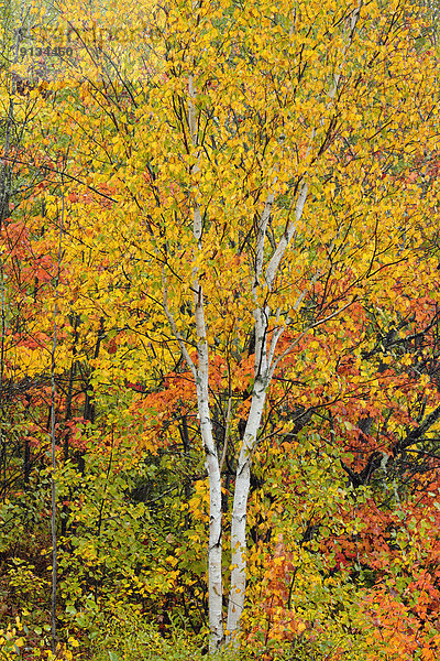 weiß  Herbst  Birke  Kanada  Laub  Ontario