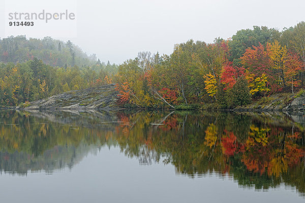 Baum  Beleuchtung  Licht  See  Nebel  Herbst  Kanada  Ontario