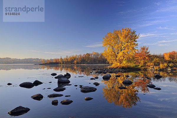 Fluss  Spiegelung  reifer Erwachsene  reife Erwachsene  Herbst  Zucker  Kanada  Ahorn  Ontario