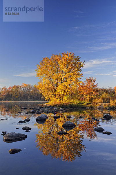 Fluss  Spiegelung  reifer Erwachsene  reife Erwachsene  Herbst  Zucker  Kanada  Ahorn  Ontario