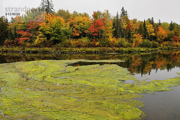 Alge  blühen  Herbst  Bach  Kanada  Ontario