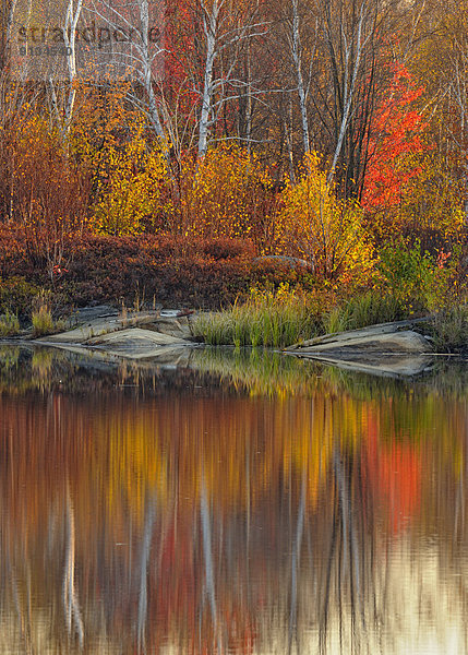 Spiegelung  Morgendämmerung  Herbst  Biber  Kanada  Ontario  Teich  Reflections