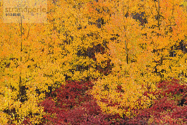 Herbst  Espe  Populus tremula  Keulen-Bärlapp  Lycopodium clavatum  Wolfsklaue  Kanada  Ontario  Sumach