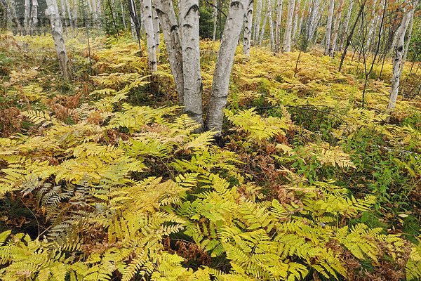 Adlerfarn  Pteridium aquilinum  Farn  Birke  Unterholz  Kanada  Ontario