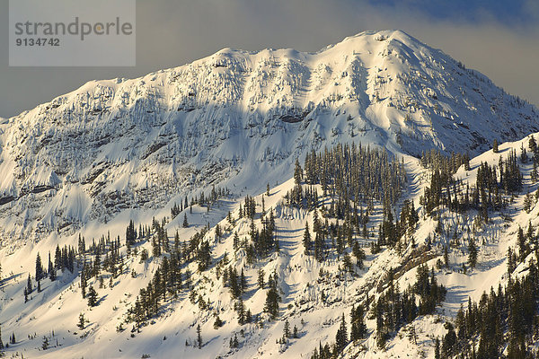 Fernie  British Columbia  British Columbia  Kanada  Echse