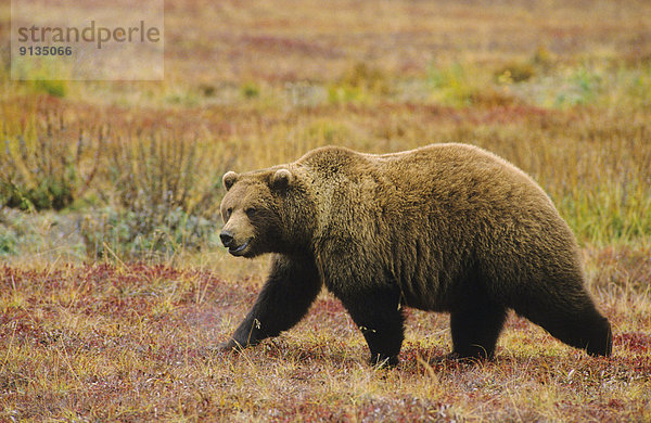 Vereinigte Staaten von Amerika  USA  Grizzlybär  ursus horibilis  Grizzly  überqueren  Herbst  Denali Nationalpark  Bär  Erwachsener  Alaska  Tundra