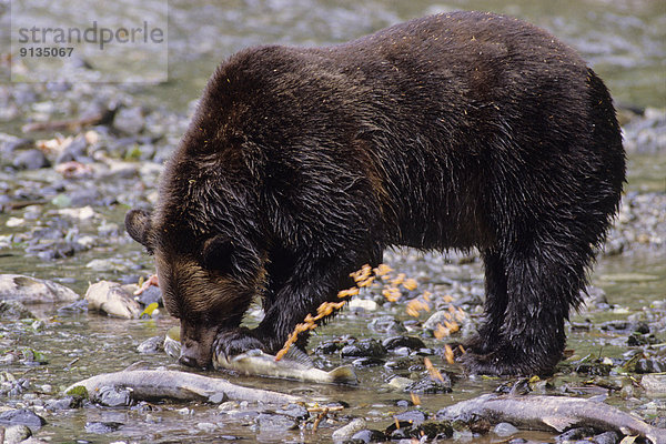 Vereinigte Staaten von Amerika  USA  Grizzlybär  ursus horibilis  Grizzly  Freundschaft  Sommer  Lachs  essen  essend  isst  Ketalachs  Oncorhynchus keta  Bär  Erwachsener  Alaska