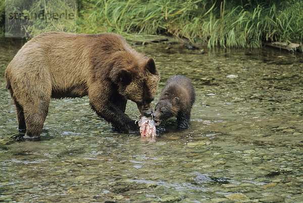 Vereinigte Staaten von Amerika  USA  Grizzlybär  ursus horibilis  Grizzly  Freundschaft  Lachs  essen  essend  isst  Ketalachs  Oncorhynchus keta  Bär  Erwachsener  Alaska