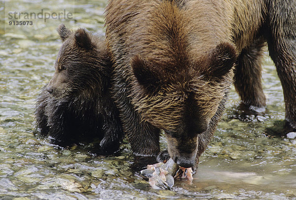 Vereinigte Staaten von Amerika  USA  Grizzlybär  ursus horibilis  Grizzly  hoch  oben  junger Erwachsener  junge Erwachsene  Sommer  jung  3  Bär  Erwachsener  Alaska