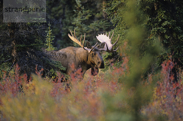 Vereinigte Staaten von Amerika  USA  Herbst  Denali Nationalpark  Alaska