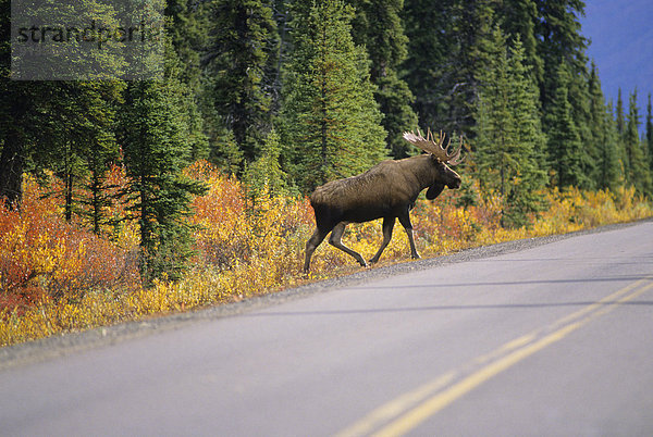 Vereinigte Staaten von Amerika  USA  überqueren  Bundesstraße  Elch  Alces alces  Denali Nationalpark  Erwachsener  Alaska