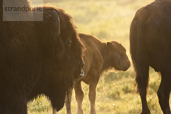 folgen  Sonnenaufgang  Elk Island Nationalpark  Alberta  Bison  Kalb  Kanada
