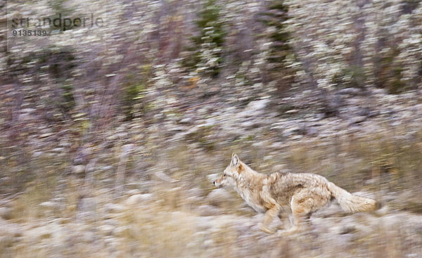 Kojote  Canis latrans  rennen  Jasper Nationalpark  Alberta  Kanada