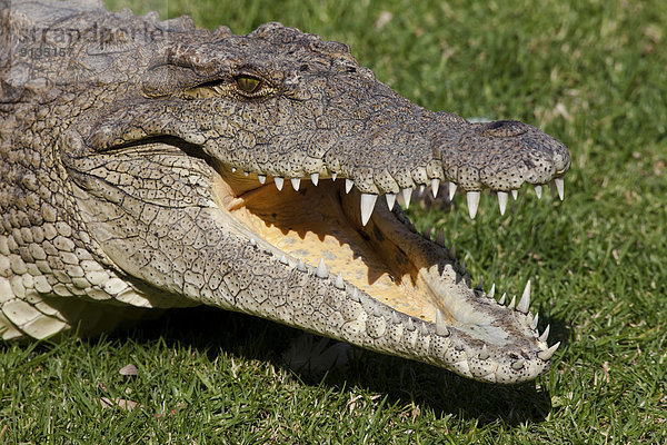 Südliches Afrika  Südafrika  Nilkrokodil  Crocodylus niloticus  Johannesburg