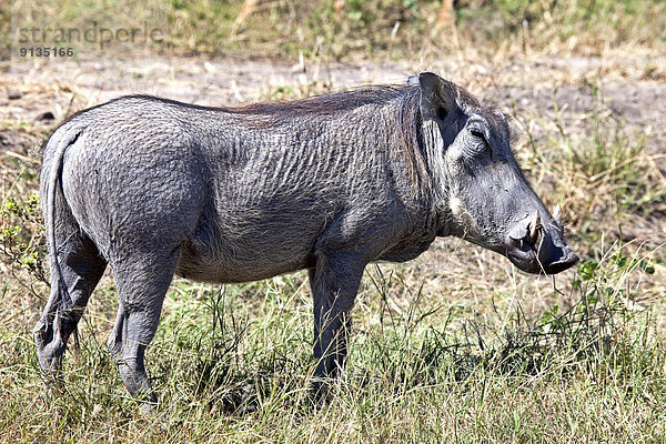 Warzenschwein  Phacochoerus aethiopicus  Afrika  Botswana