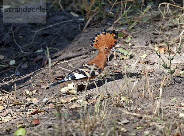 Afrika  Botswana  Okavangodelta