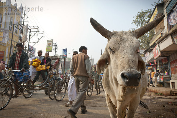 Hausrind  Hausrinder  Kuh  stehend  Straße  verkehrsreich  Kuh  Indien  Varanasi