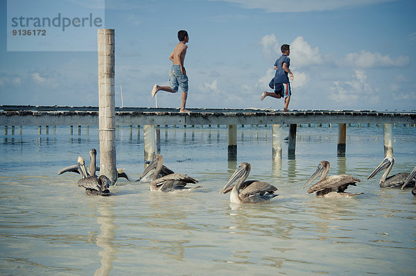 Nashornpelikan pelecanus erythrorhynchos Junge - Person warten Dock 2 baufällig Pelikan Belize braun