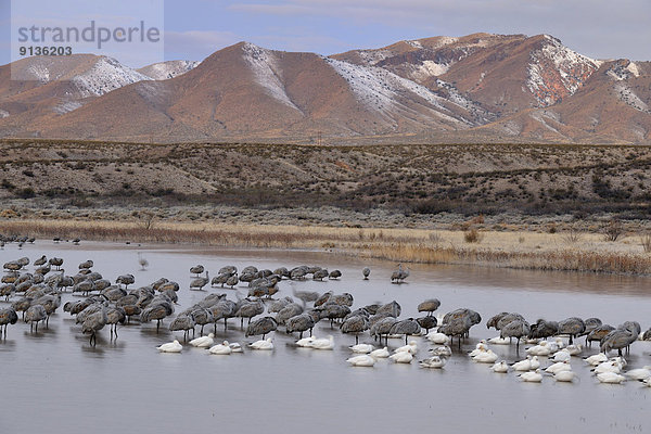 Vereinigte Staaten von Amerika  USA  Kranich  Entspannung  Vogelschwarm  Vogelschar  Erdhügel  Turmkran  New Mexico  Teich
