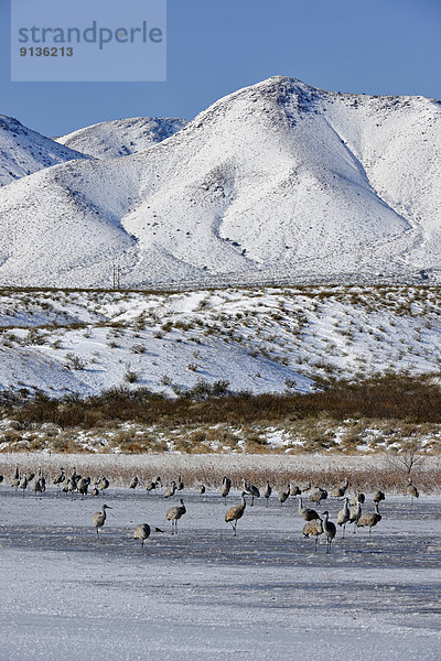 Vereinigte Staaten von Amerika  USA  Kranich  stehend  Frische  Vogelschwarm  Vogelschar  Erdhügel  Teich  Turmkran  gefroren  New Mexico