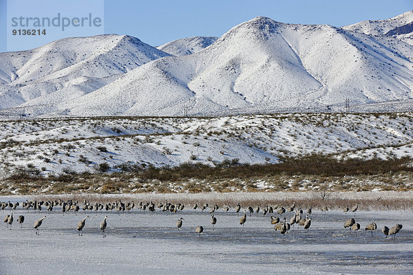 Vereinigte Staaten von Amerika  USA  Kranich  stehend  Frische  Vogelschwarm  Vogelschar  Erdhügel  Teich  Turmkran  gefroren  New Mexico