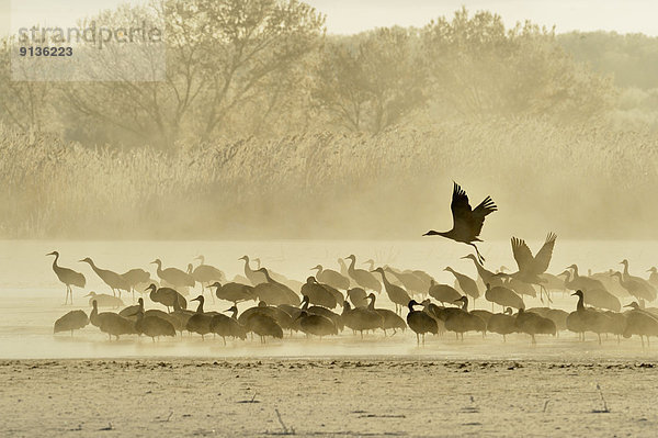Vereinigte Staaten von Amerika  USA  Kranich  Vorbereitung  abreisen  Entspannung  Vogelschwarm  Vogelschar  Erdhügel  Turmkran  New Mexico  Teich