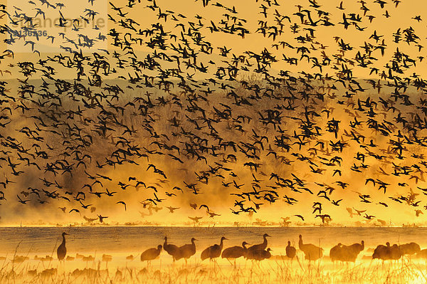 Vereinigte Staaten von Amerika  USA  nehmen  fliegen  fliegt  fliegend  Flug  Flüge  Morgendämmerung  Entspannung  Ente  Vogelschwarm  Vogelschar  Nacht  Teich  New Mexico