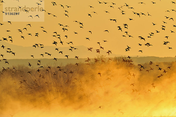Vereinigte Staaten von Amerika  USA  nehmen  fliegen  fliegt  fliegend  Flug  Flüge  Morgendämmerung  Entspannung  Ente  Vogelschwarm  Vogelschar  Nacht  Teich  New Mexico
