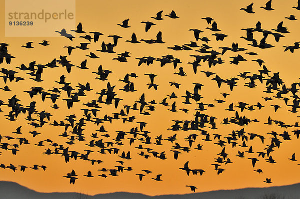 Vereinigte Staaten von Amerika  USA  aufwärts  fliegen  fliegt  fliegend  Flug  Flüge  Morgendämmerung  Entspannung  Gans  Vogelschwarm  Vogelschar  Teich  New Mexico  Schnee