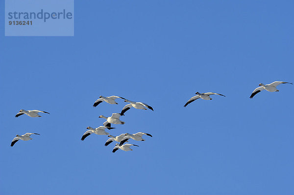 Vereinigte Staaten von Amerika  USA  fliegen  fliegt  fliegend  Flug  Flüge  Vogelschwarm  Vogelschar  Gans  New Mexico  Schnee