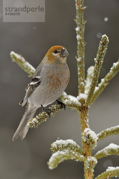 Winter  Gast  Kiefer  Pinus sylvestris  Kiefern  Föhren  Pinie  Kardinal Singvogel  Kanada  Ontario