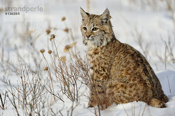 Vereinigte Staaten von Amerika  USA  Winter  Rotluchs  Lynx rufus  Kätzchen  Katze  Luchs  lynx lynx