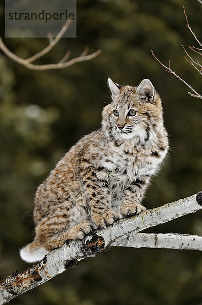 Vereinigte Staaten von Amerika  USA  Winter  Rotluchs  Lynx rufus  Kätzchen  Katze  Luchs  lynx lynx