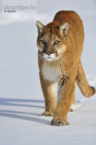 Vereinigte Staaten von Amerika  USA  Löwe  Panthera leo  Puma  Felis concolor  Berglöwe  Berg  gefroren  Teich