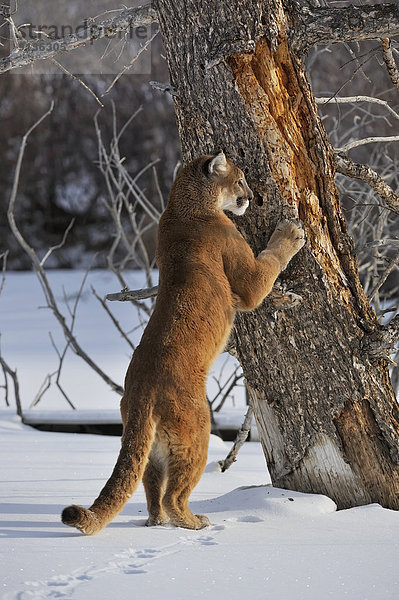 Vereinigte Staaten von Amerika USA Löwe Panthera leo Puma Felis concolor Berglöwe Berg Klaue Klauen