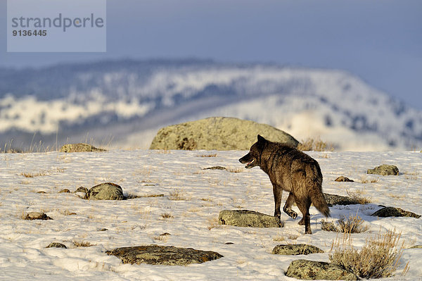 Vereinigte Staaten von Amerika USA Grauwolf Canis lupus pambasileus Wolf Canis lupus Winter gehen spät Einsamkeit Hochebene Kolumbien Hirsch Wyoming