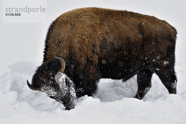 Vereinigte Staaten von Amerika  USA  benutzen  Winter  amerikanisch  Gewinn  Tierfutter  Zugänglichkeit  Bison  Schnee  Wyoming