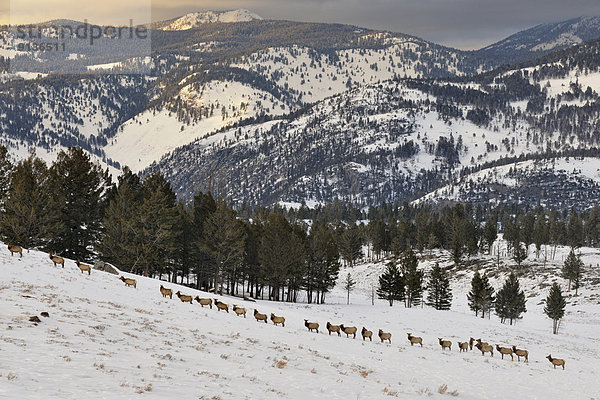 Vereinigte Staaten von Amerika  USA  Elch  Alces alces  gehen  Schnee  Herde  Herdentier  Hochebene  Linie  Hang  Wyoming