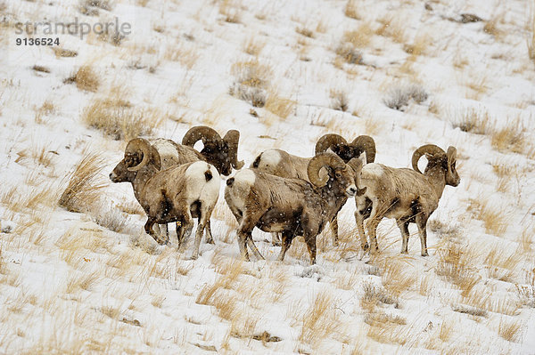 Vereinigte Staaten von Amerika  USA  Winter  Schaf  Ovis aries  Lebensraum  Tierfutter  Bock  Dickhornschaf  Ovis canadensis  Wyoming