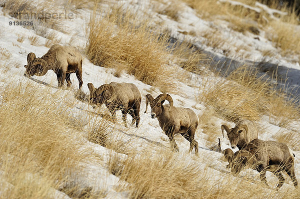 Vereinigte Staaten von Amerika  USA  Winter  Tal  Schaf  Ovis aries  Bock  Dickhornschaf  Ovis canadensis  füttern  Wyoming