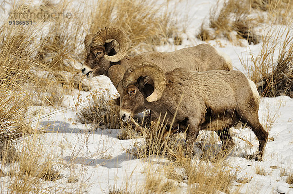 Vereinigte Staaten von Amerika  USA  Winter  Tal  Schaf  Ovis aries  Bock  Dickhornschaf  Ovis canadensis  füttern  Wyoming