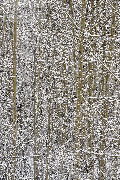 Espe  Populus tremula  Frische  Baum  Ast  Pappel  Kanada  Ontario  Schnee