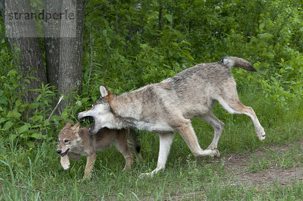 Grauwolf Canis lupus pambasileus Disziplin Welpe kneifen Minnesota