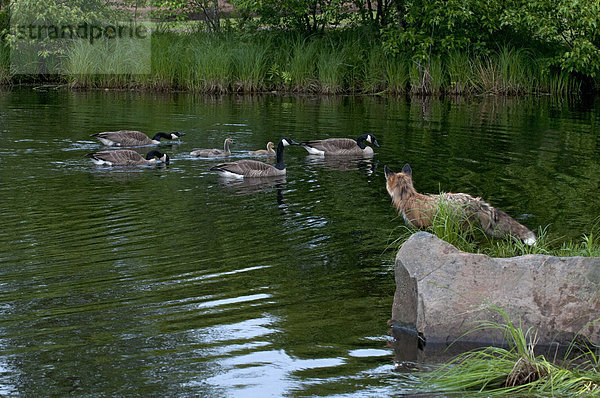 Vereinigte Staaten von Amerika  USA  Rotfuchs  Vulpes vulpes  sehen  Ecke  Ecken  rot  Ziel  Gans  Kanada  Fuchs  Minnesota  Teich