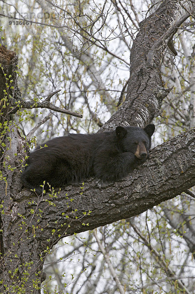Schwarzbär  Ursus americanus  Eskapismus  ruhen  ungestüm  amerikanisch  Ontario  Sleeping Giant Provincial Park