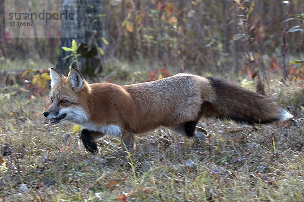 Jagd  Herbst  Wiese  Fuchs